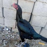 مرغ سندی اصل