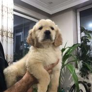 سگ نژاد گلدن