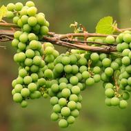 آب غوره طبیعی ارگانیک