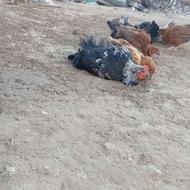 یه سری مرغ تا دوماه دیگ ب تخم میان