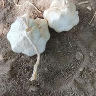 سیر تازه مال امسال