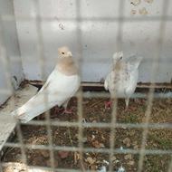 کبوتر سینه الماسی