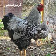 جوجه ویاندوت سیلور