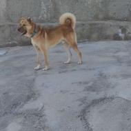 سگ نگهبان و گله آیی خوب واگذار
