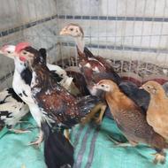 فروش جوجه گلین