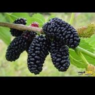جانبازان روبروی مدرسه سعیده
