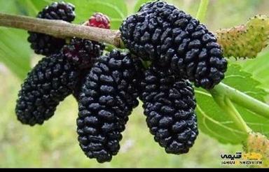 جانبازان روبروی مدرسه سعیده
