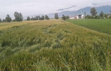 زمین کشاورزی ابی برای اجاره میخوام