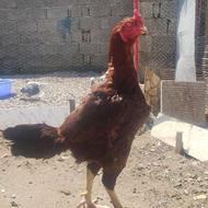 یک عدد خروس