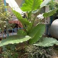 گل بابا آدم سرحال