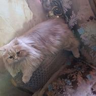فروش گربه پرشین پشمالو نر سالم واکسن خورده