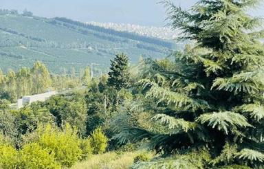 فروش زمین مسکونی 120 متر در سلمان فارسی