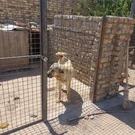 جنسیت نرعراقی