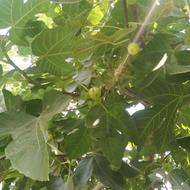 انجیرسفید فضایی