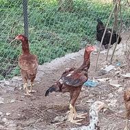 جوجه خروس لاری 6ماهه