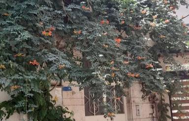 ویلایی مستقل/330متر 3 خواب/اجاره دربست یا طبقات مجزا/نیاوران