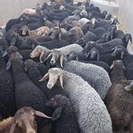 بره نر سبک وزن