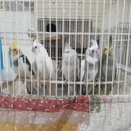 عروس هلندی زیبا