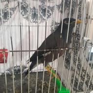 میناافغان کام سیاه