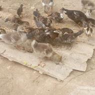 اردک اسرائیلی
