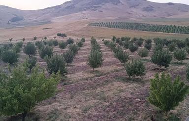 فروش 16 هزار متر باغ 12 ساله