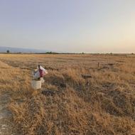 250 متر زمین قبل روستای امام ده
