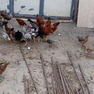 فروش مرغ و خروس گلین و گلپایگانی