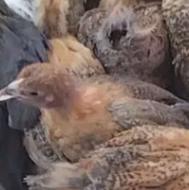 جوجه مرغ نیمچه