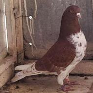 خریدار کبوتر ماده گرگی