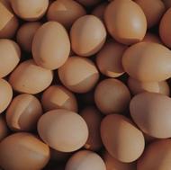 خریدار تخم مرغ نطفه دار نژاد گلپایگان