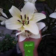 فروش ویژه خاک مرغوب و علا