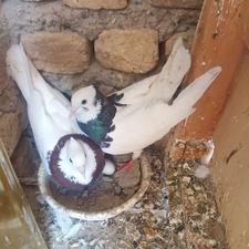 کبوتر طوقی جفت آماده واسه جوجه کشی