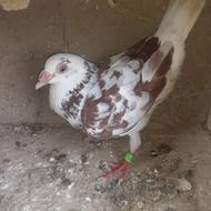 کبوتر مسافتی