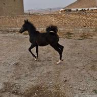 کره اسب فروشی