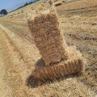 کلش گندوم و جو