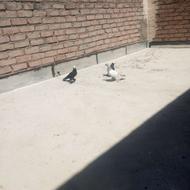 کبوتر پاپر جوجه