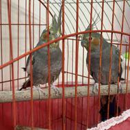 دوعدد طوطی عروس هلندی