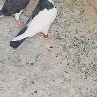 چپدم سیاه نر قلدر