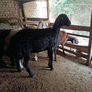 بره ماده فشار و قزل افشار