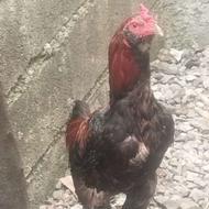 خروس لاری و مرغ لاری و