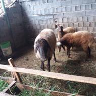 گوسفند نر تخمی و یک عدد ماده
