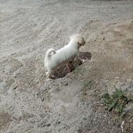 سگ پاکوتاه نر