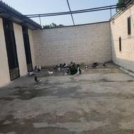 کبوتر پرشی بشرط