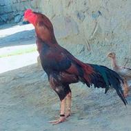 نسل خوب وجدید