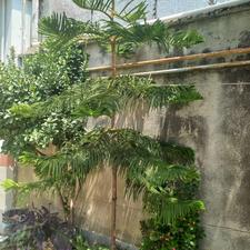 گل حاج مطبق و سیکاس