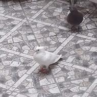 کبوتر نر و ماده