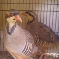 معاوضه کبک ماده