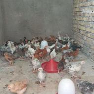 جوجه خروس 40 روزه
