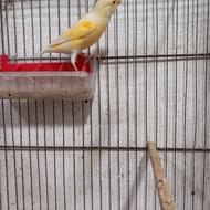 قناری نر قرص خون