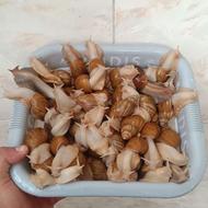 حراج حلزون پرورشی